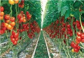550 هکتار شهرک گلخانه‌ای برای اشتغال فارغ التحصیل کشاورزی در آذربایجان غربی ایجاد می‌شود