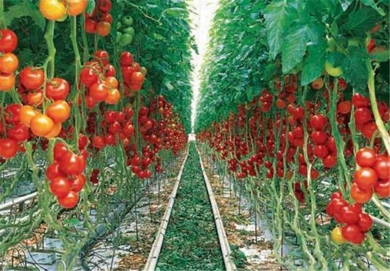 بازاریابی محصولات گلخانه‌ای در استان قزوین تقویت شود ‌