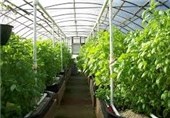 کشاورزی گلخانه‌ای در شهرستان بیله‌سوار توسعه می‌یابد