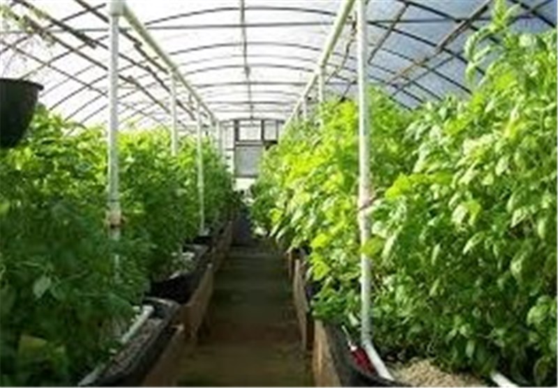 متقاضیان راه‌اندازی گلخانه در استان لرستان تسهیلات دریافت می‌کنند