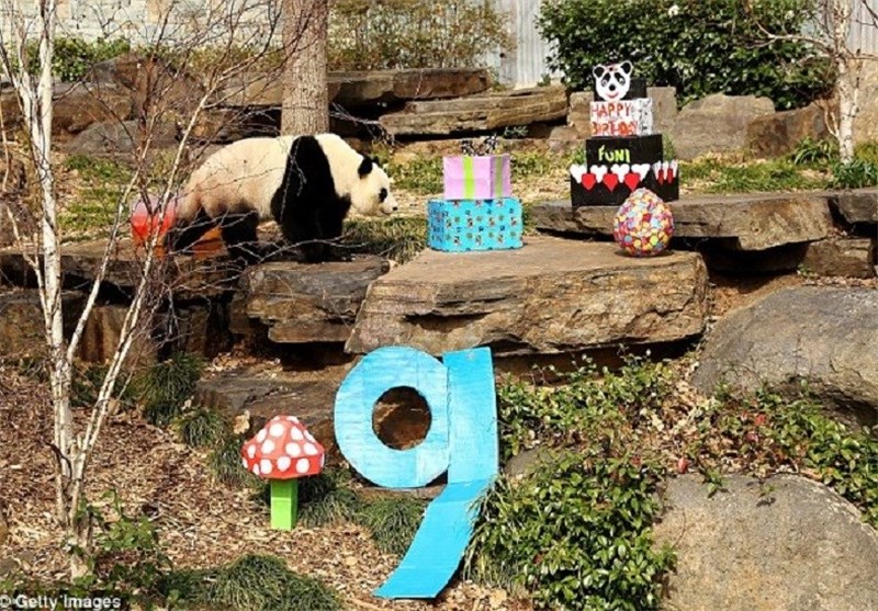 جشن تولد 9 سالگی یک پاندا در باغ وحش استرالیا + عکس