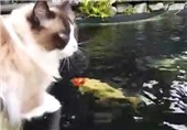 فیلم/ رفاقت باورنکردنی گربه و ماهی