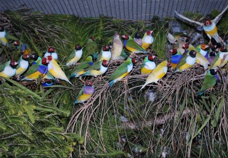 شرکت تعاونی تولیدکنندگان پرندگان زینتی کاشان تشکیل می‌شود