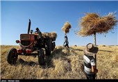 بیش از 10 هزار تن گندم در سال جاری از کشاورزان مرند خریداری شده است