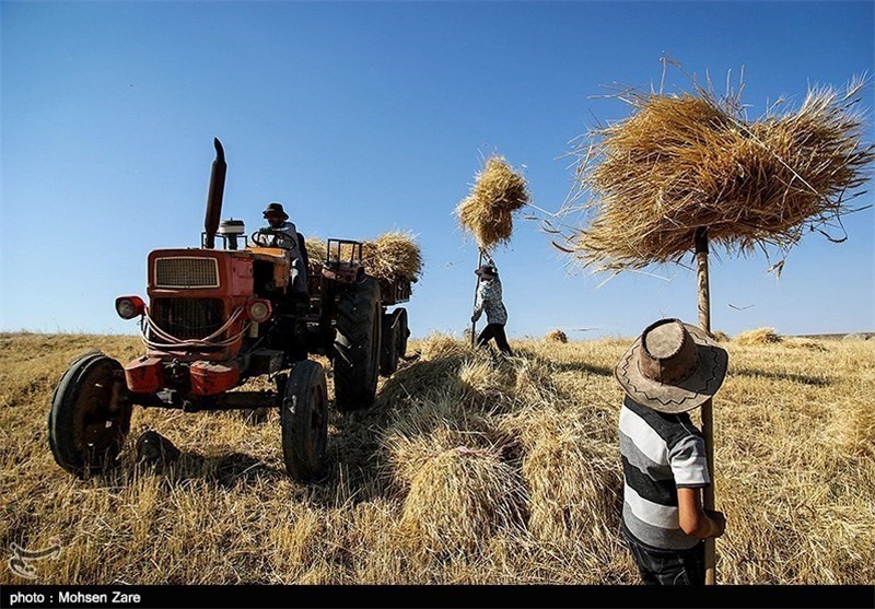 بیش از 10 هزار تن گندم در سال جاری از کشاورزان مرند خریداری شده است