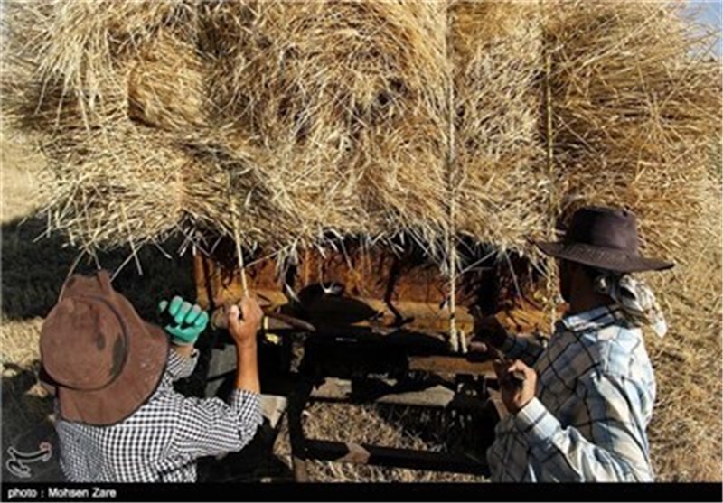 530 هزار تن گندم از کشاورزان استان اردبیل خریداری می‌شود