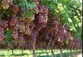 بیش از 62 هزار تن انگور در شیراز برداشت می‌شود