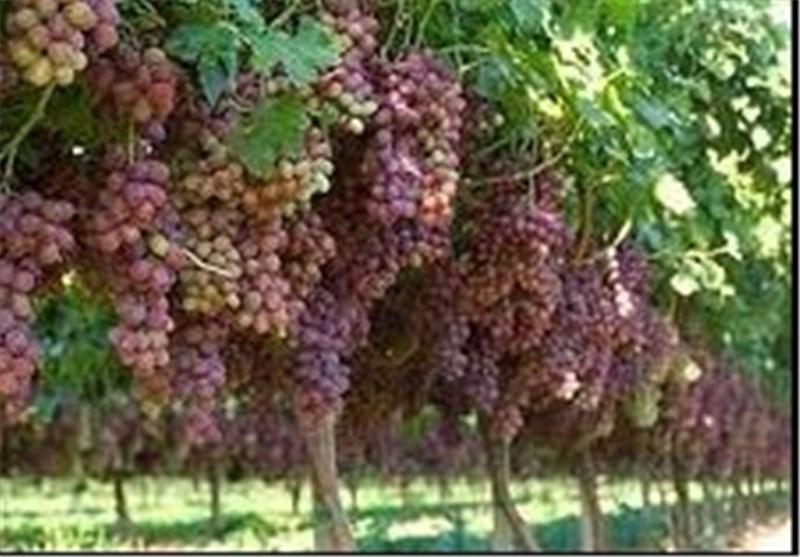حجتی: داربستی کردن باغات انگور افزایش 3 تا 5 برابری تولید را به‌همراه دارد