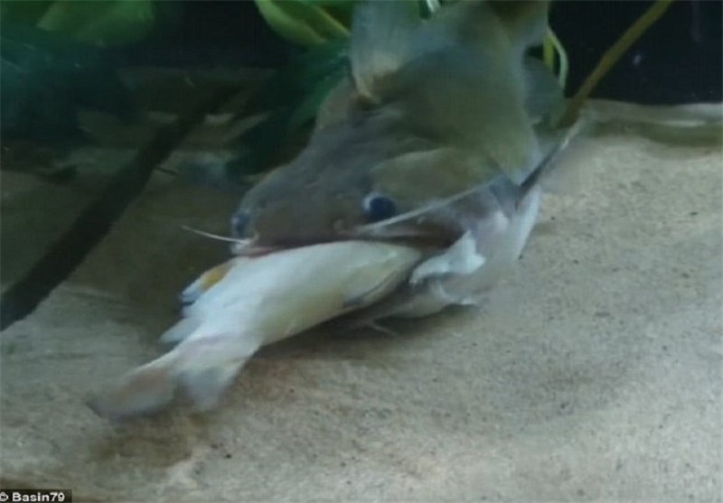بلعیدن یکباره ماهی بزرگ توسط یک گربه ماهی+ فیلم و عکس
