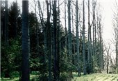 جنگل‌های دز دزفول در فهرست جهانی میراث طبیعی کشور به ثبت می‌رسند