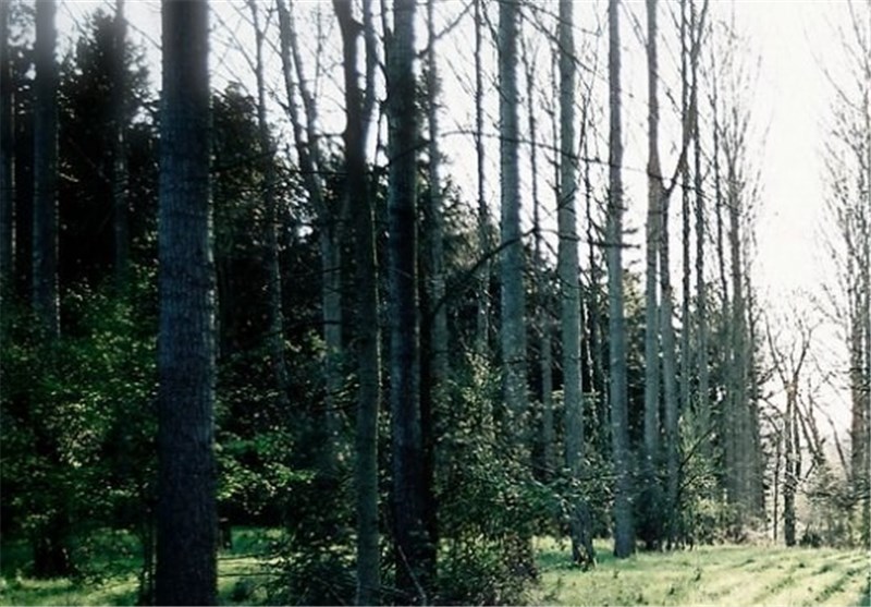 جنگل‌های دز دزفول در فهرست جهانی میراث طبیعی کشور به ثبت می‌رسند