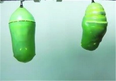 توليد،ابريشم،نوغانداري،پيله،مركز،كشور،نوغان،تخم،تحقيقات،محصو ...