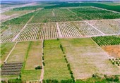 40 هزار هکتار از اراضی کشاورزی همدان تحت پوشش کشاورزی حفاظتی است