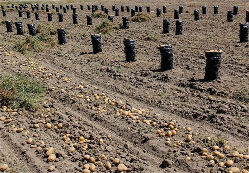 روش آبیاری «تیپ» در 500 هکتار از مزارع سیب‌زمینی نمین اجرا شد‌