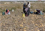 20 درصد سیب زمینی کشور در استان اردبیل تولید می‌شود