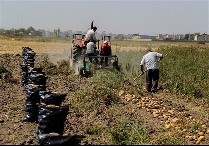 نگرانی کشاورزان اردبیلی از بازار سیب‌زمینی