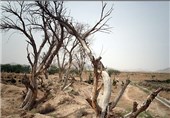 مراتع گَوَن شهرضا در آستانه نابودی است/ اجرای طرح اصلاح الگوی کشت برای گذر از بحران خشک‌سالی
