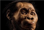 New Species of Ancient Human Discovered, Claim Scientists