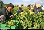 مشکل صادرات انگور خراسان شمالی به پاکستان برطرف می‌شود