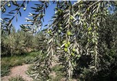 باغات الموت در استان قزوین تحت پوشش بیمه کشاورزی نیستند