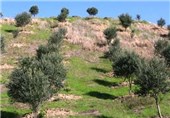ایلام| 500 هکتار از اراضی منطقه محروم هلیلان باغ زیتون می‌شود
