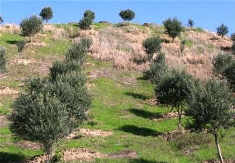 2 هزار هکتار از اراضی شیب‌دار استان لرستان به باغ تبدیل می‌شود