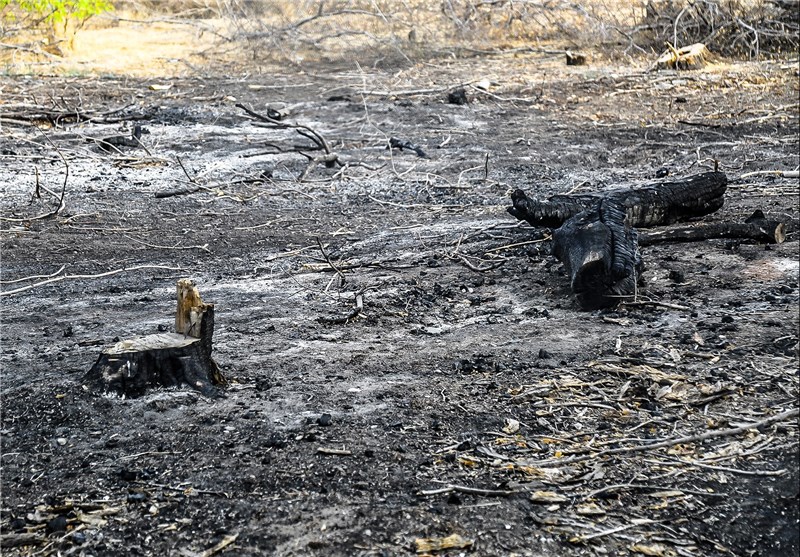 خوزستان | معرفی کشاورزانی که اراضی کشاورزی را به آتش می‌کشند