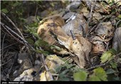 بیماری نشخوارکنندگان کوچک حیات وحش زنجان در آستانه کنترل قرار دارد