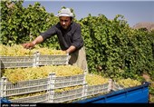 برگزاری جشنواره انگور در خراسان شمالی به تأخیر افتاد