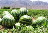 علت برگشت خوردن هندوانه صادراتی ایران به عمان هنوز مشخص نیست