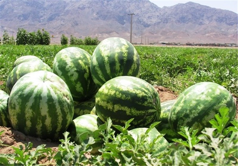 فروش هندوانه ایران به قطر، کلیویی 800تومان