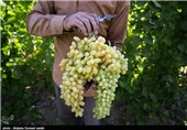 14 هزار تن انگور از باغ‌های خراسان جنوبی برداشت می‌شود