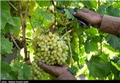 بزرگترین مسابقه خوشه انگور در ارومیه برگزار می‌شود
