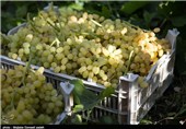 4 هزار تن انگور شاهرود به روسیه صادر می‌شود