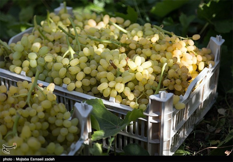 افزایش 25 درصدی تولید انگور در باغات خراسان رضوی