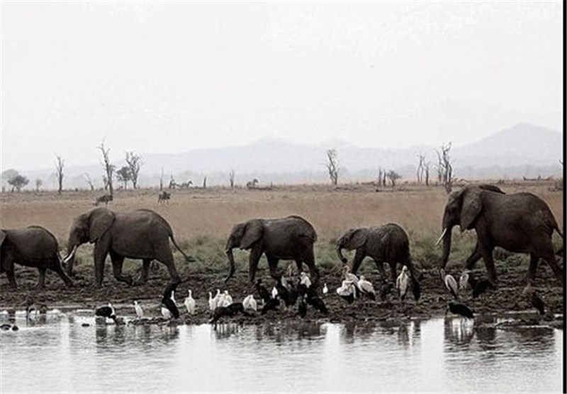 تصاویر تلخ از حیات وحش آفریقا
