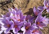 نخستین بازار خرید و فروش گل زعفران در تربت‌جام راه‌اندازی شد