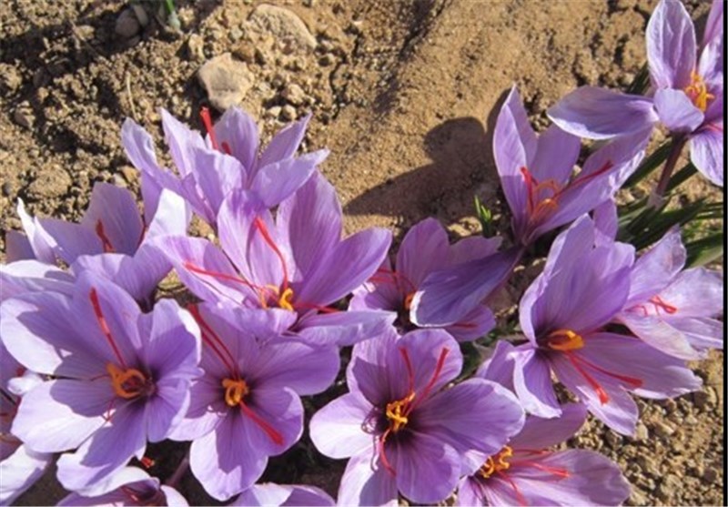 امسال 3.3 تن زعفران در خراسان شمالی برداشت می‌شود