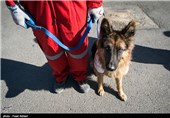 SAR Dogs Being Trained by Iran’s Red Crescent Society