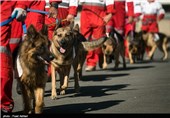 SAR Dogs Being Trained by Iran’s Red Crescent Society