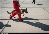 SAR Dogs Being Trained by Iran’s Red Crescent Society