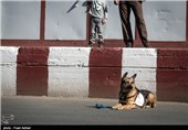 SAR Dogs Being Trained by Iran’s Red Crescent Society