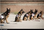 SAR Dogs Being Trained by Iran’s Red Crescent Society