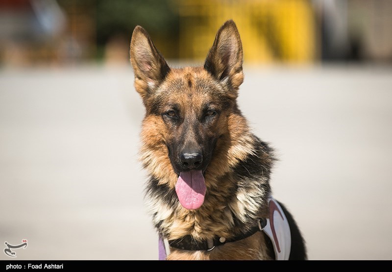 باهوش‌ترین «سگ نجات» ایران مُرد / کارنامه‌ای با نجات 50 انسان
