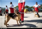 SAR Dogs Being Trained by Iran’s Red Crescent Society
