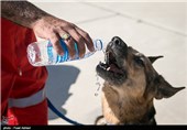 SAR Dogs Being Trained by Iran’s Red Crescent Society