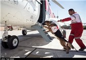 SAR Dogs Being Trained by Iran’s Red Crescent Society