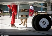 SAR Dogs Being Trained by Iran’s Red Crescent Society