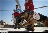 SAR Dogs Being Trained by Iran’s Red Crescent Society