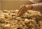 ایران رتبه هشتم تولید قارچ را دارد